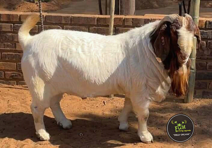 Goat Breed at fun farming uganda