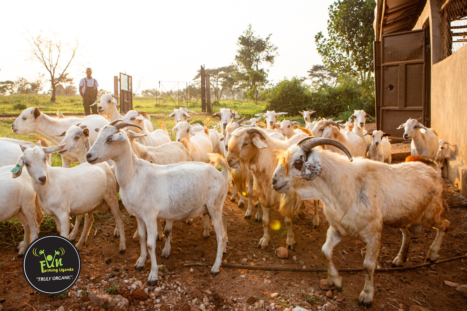 Goats image at fun farming Uganda