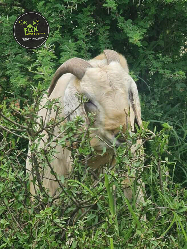 Another Goat Breed At Fun Farming Uganda