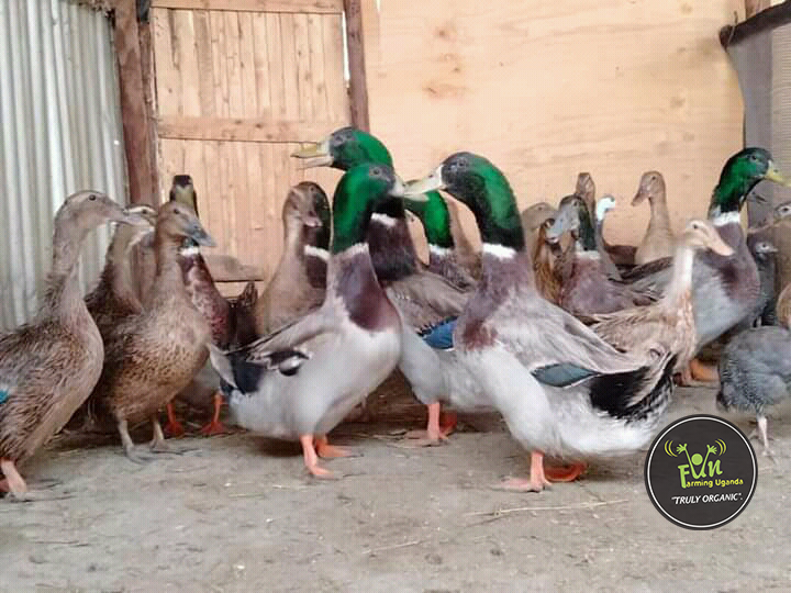 Birds at fun farming uganda