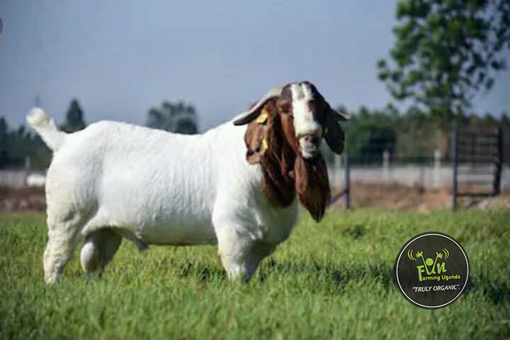 Goat On Fun farming Uganda