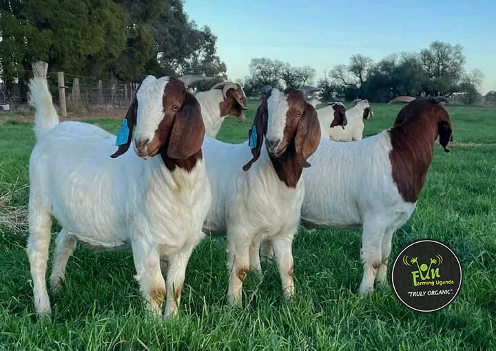 Goat Breeds at fun farming uganda