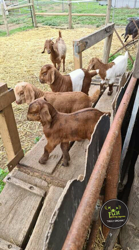 Goats At Fun farming Uganda