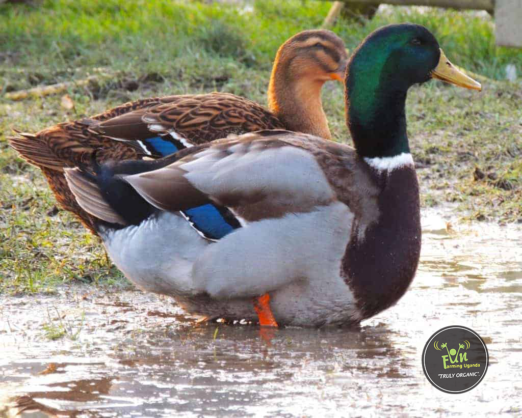 Ducks in Water