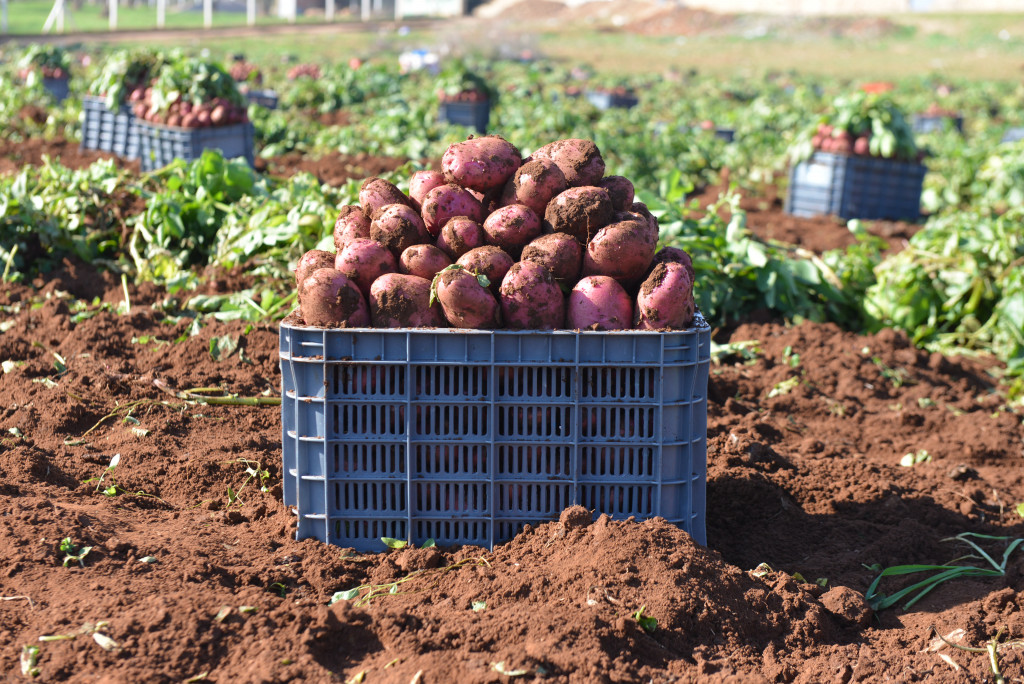 Food Served at FunFarming Uganda