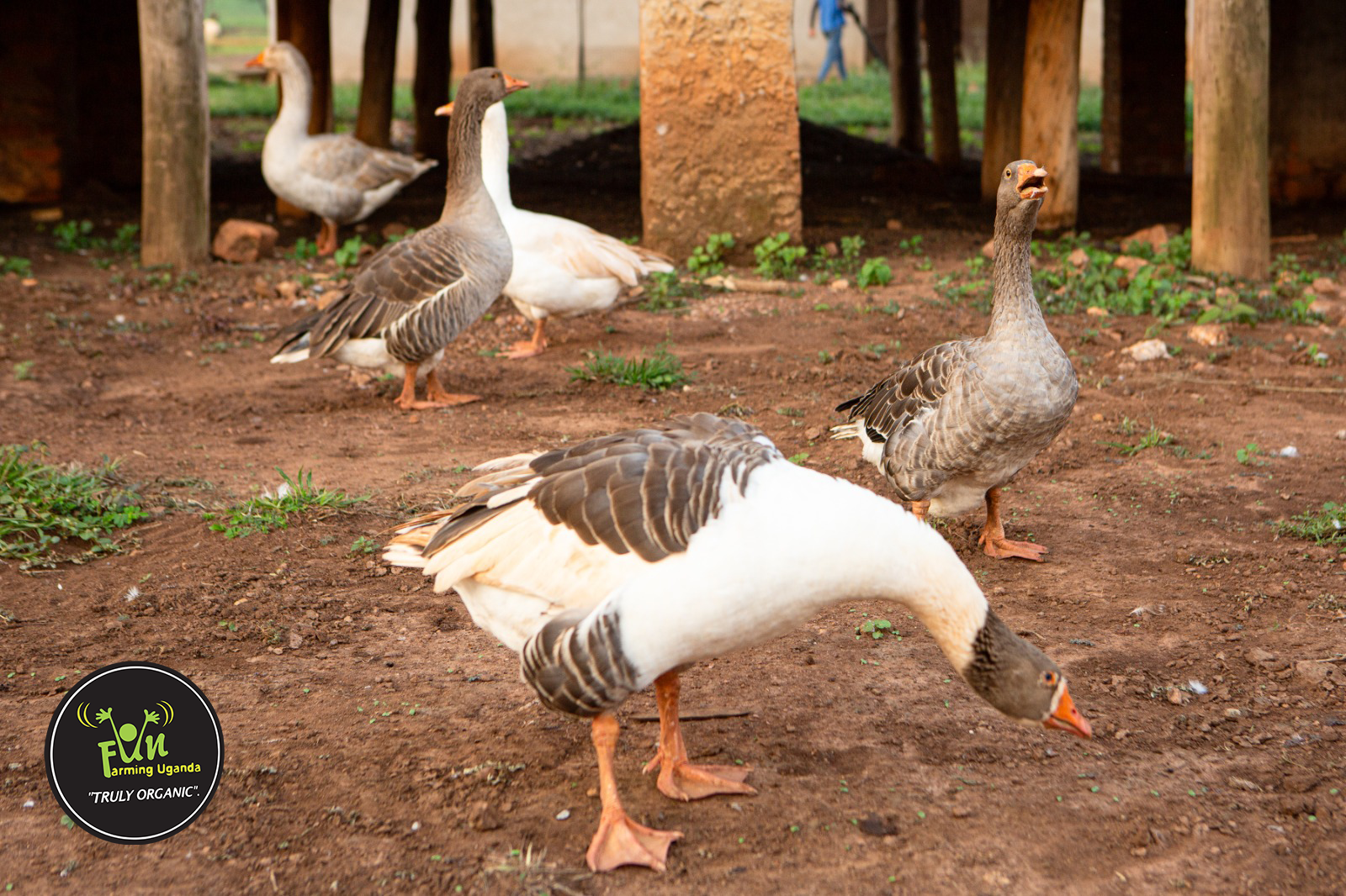 Fun Farmin Uganda | Image