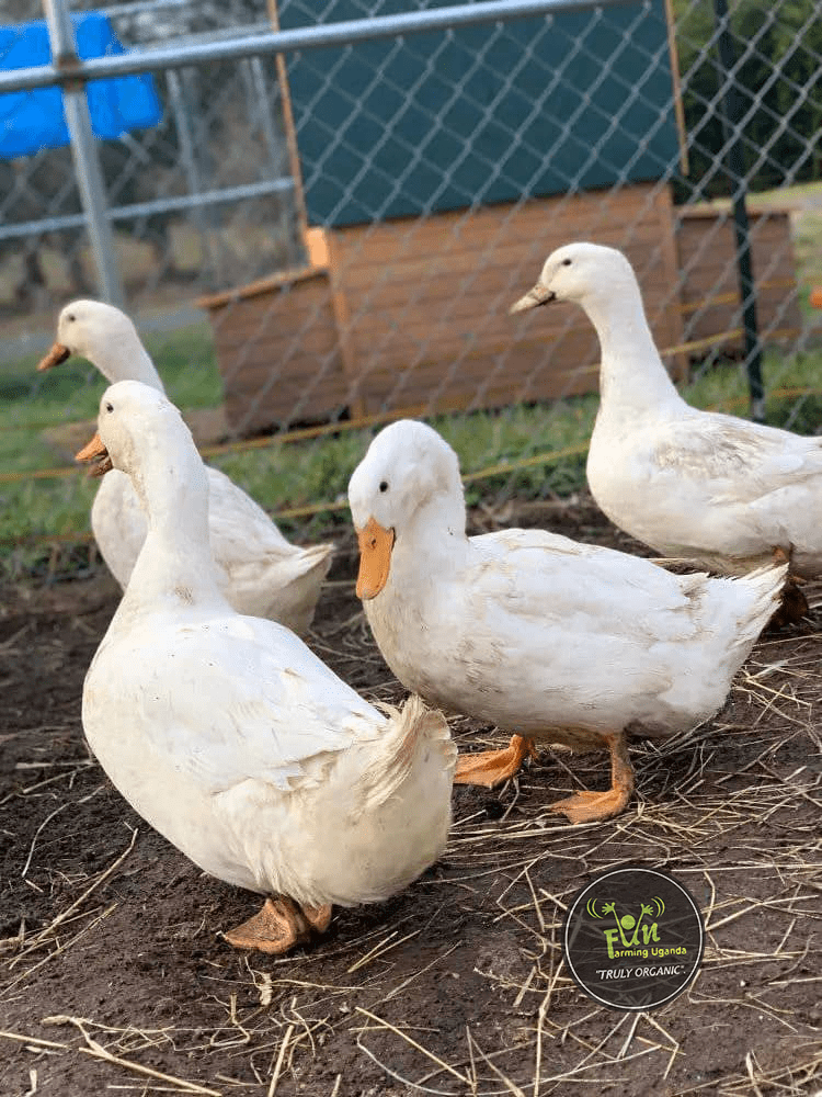 Some of the ducks at the farm