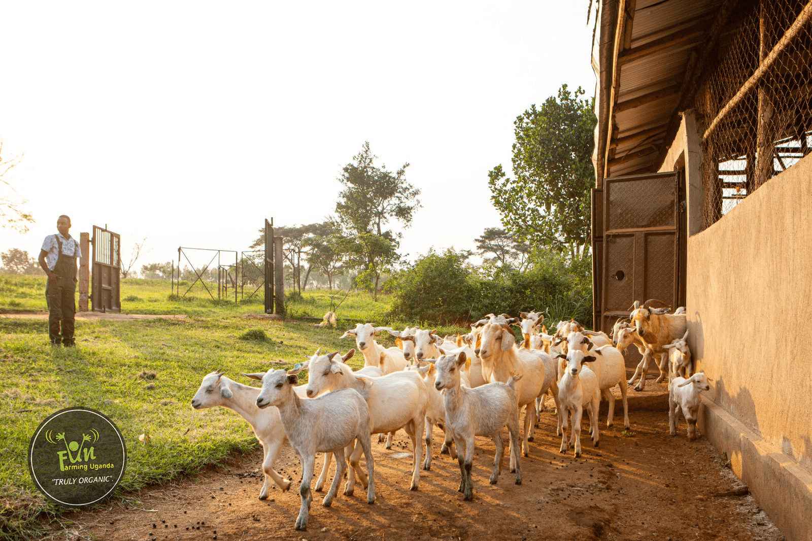 Goats on the farm