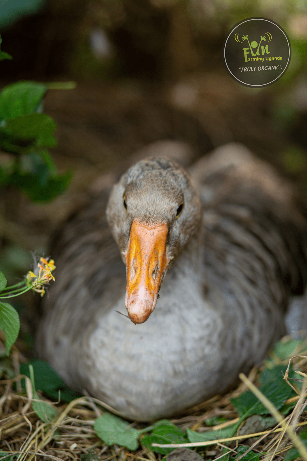 Duck Shot From Fun Farming Ug