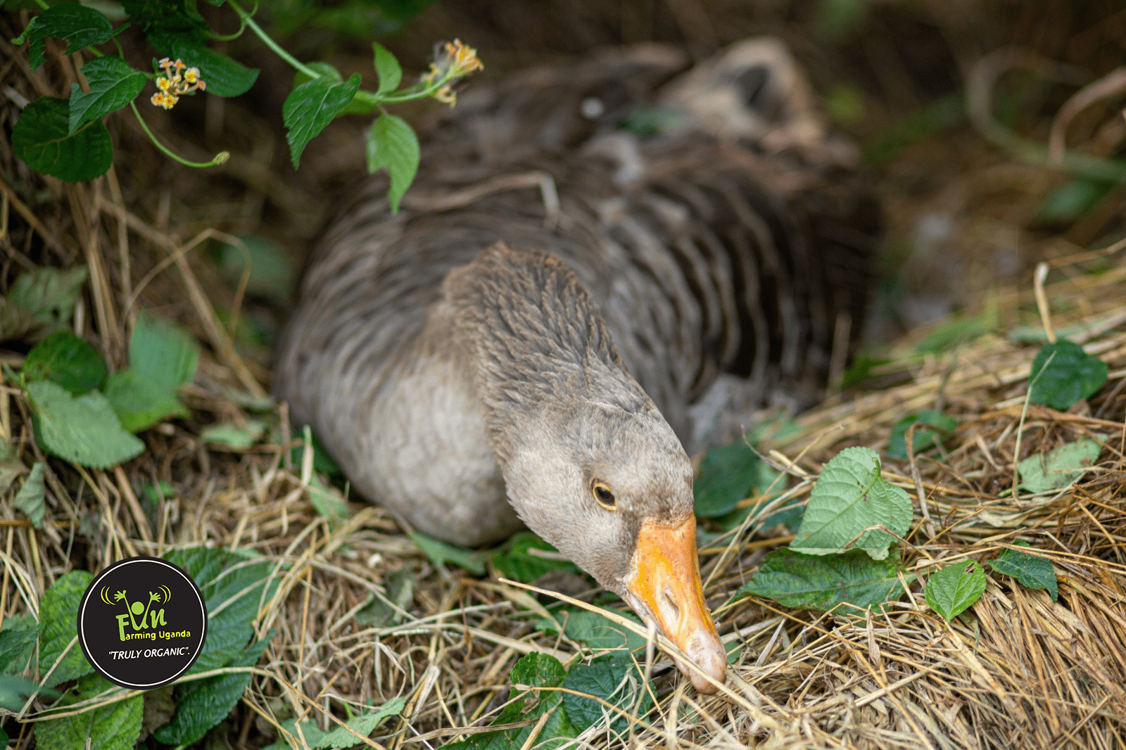 Another Duck Shot